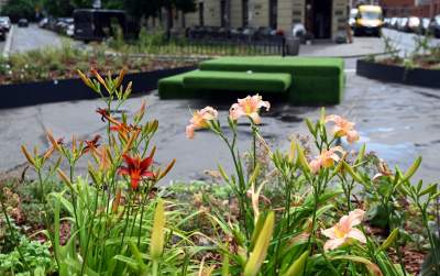 Najbardziej zielone skrzyżowanie na Kazimierzu, to dopiero początek - zdjęcie 11