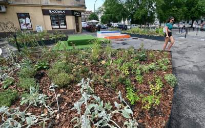 Najbardziej zielone skrzyżowanie na Kazimierzu, to dopiero początek - zdjęcie 16