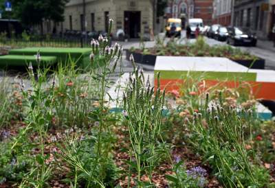 Najbardziej zielone skrzyżowanie na Kazimierzu, to dopiero początek - zdjęcie 10