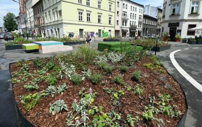 Najbardziej zielone skrzyżowanie na Kazimierzu, to dopiero początek - zdjęcie 14