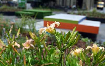 Najbardziej zielone skrzyżowanie na Kazimierzu, to dopiero początek - zdjęcie 13