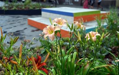 Najbardziej zielone skrzyżowanie na Kazimierzu, to dopiero początek - zdjęcie 8