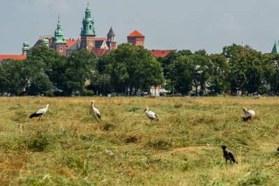 Sielskie klimaty pod Wawelem, na Błoniach zaczęły się sianokosy - zdjęcie 15