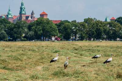 Sielskie klimaty pod Wawelem, na Błoniach zaczęły się sianokosy - zdjęcie 20