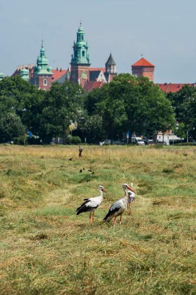 Sielskie klimaty pod Wawelem, na Błoniach zaczęły się sianokosy - zdjęcie 21