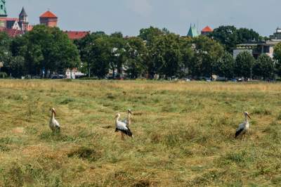 Sielskie klimaty pod Wawelem, na Błoniach zaczęły się sianokosy - zdjęcie 16