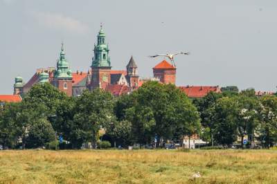 Sielskie klimaty pod Wawelem, na Błoniach zaczęły się sianokosy - zdjęcie 11