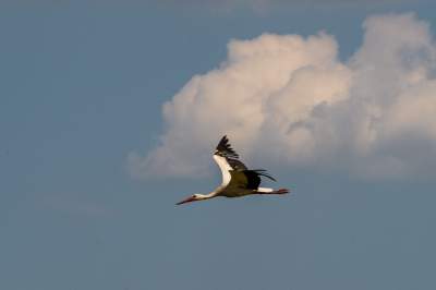 Sielskie klimaty pod Wawelem, na Błoniach zaczęły się sianokosy - zdjęcie 22