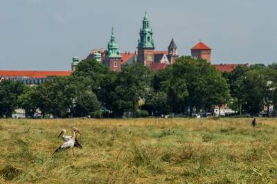 Sielskie klimaty pod Wawelem, na Błoniach zaczęły się sianokosy - zdjęcie 18