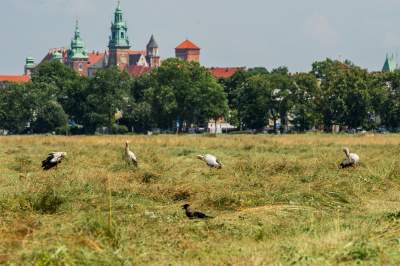 Sielskie klimaty pod Wawelem, na Błoniach zaczęły się sianokosy - zdjęcie 14