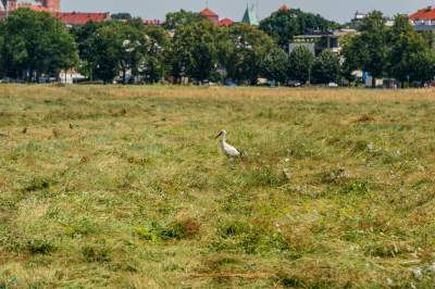 Sielskie klimaty pod Wawelem, na Błoniach zaczęły się sianokosy - zdjęcie 10