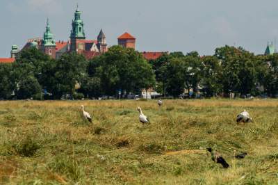 Sielskie klimaty pod Wawelem, na Błoniach zaczęły się sianokosy - zdjęcie 13