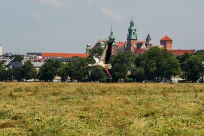 Sielskie klimaty pod Wawelem, na Błoniach zaczęły się sianokosy - zdjęcie 1
