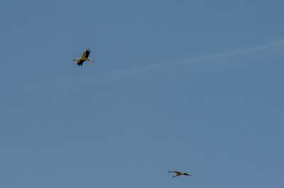 Sielskie klimaty pod Wawelem, na Błoniach zaczęły się sianokosy - zdjęcie 23