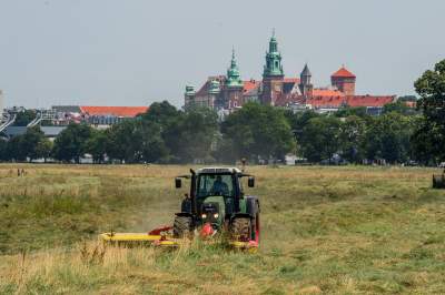 Sielskie klimaty pod Wawelem, na Błoniach zaczęły się sianokosy - zdjęcie 8