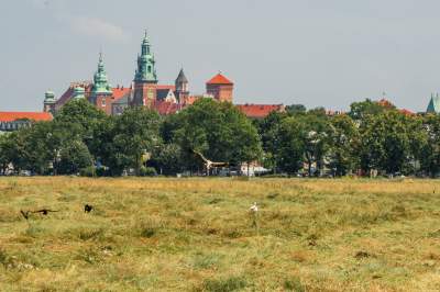 Sielskie klimaty pod Wawelem, na Błoniach zaczęły się sianokosy - zdjęcie 12