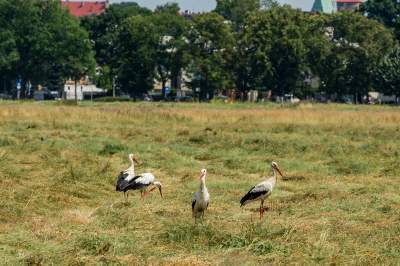 Sielskie klimaty pod Wawelem, na Błoniach zaczęły się sianokosy - zdjęcie 19