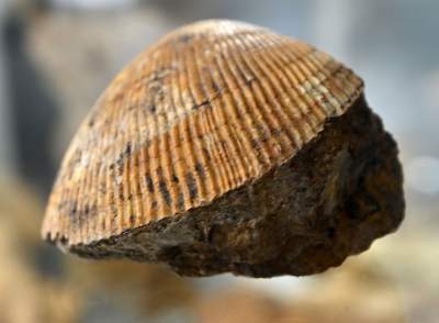 To miejsce stworzył zapalony poszukiwacz skarbów, zgromadził ich tysiące - zdjęcie 13