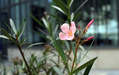Ogród książki już otwarty, piękne miejsce spotkań i kontaktu z literaturą - zdjęcie 5