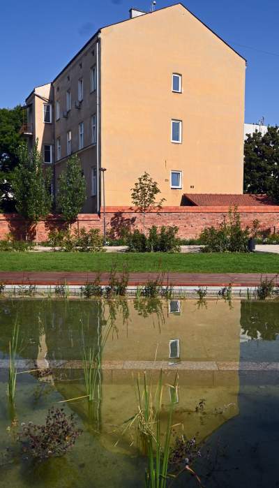 Gruszki (nie na wierzbie) można już zrywać w parku im. Szymborskiej - zdjęcie 26