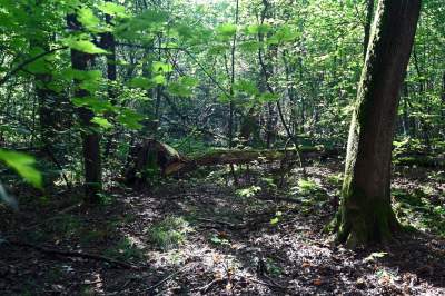 Jedno z najpiękniejszych przyrodniczo miejsc w Krakowie, tu powstaje park - zdjęcie 7