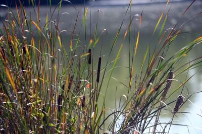 Jedno z najpiękniejszych przyrodniczo miejsc w Krakowie, tu powstaje park - zdjęcie 28