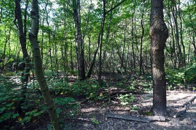 Jedno z najpiękniejszych przyrodniczo miejsc w Krakowie, tu powstaje park - zdjęcie 3