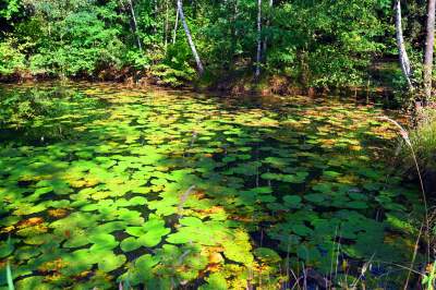 Jedno z najpiękniejszych przyrodniczo miejsc w Krakowie, tu powstaje park - zdjęcie 21