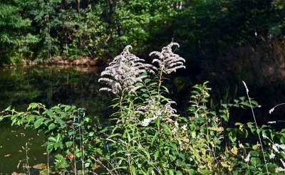 Jedno z najpiękniejszych przyrodniczo miejsc w Krakowie, tu powstaje park - zdjęcie 19