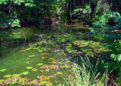 Jedno z najpiękniejszych przyrodniczo miejsc w Krakowie, tu powstaje park - zdjęcie 25
