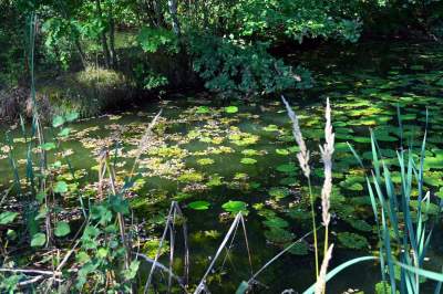Jedno z najpiękniejszych przyrodniczo miejsc w Krakowie, tu powstaje park - zdjęcie 20