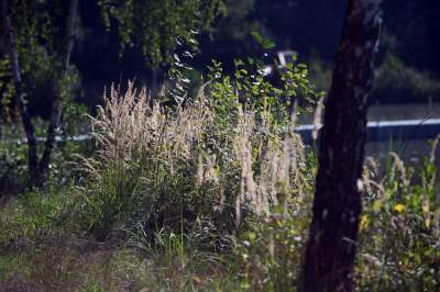 Jedno z najpiękniejszych przyrodniczo miejsc w Krakowie, tu powstaje park - zdjęcie 31