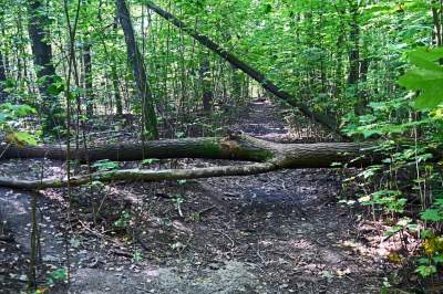 Jedno z najpiękniejszych przyrodniczo miejsc w Krakowie, tu powstaje park - zdjęcie 5