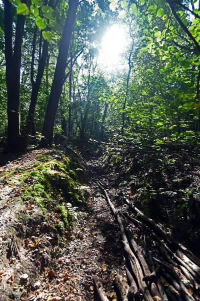 Jedno z najpiękniejszych przyrodniczo miejsc w Krakowie, tu powstaje park - zdjęcie 8