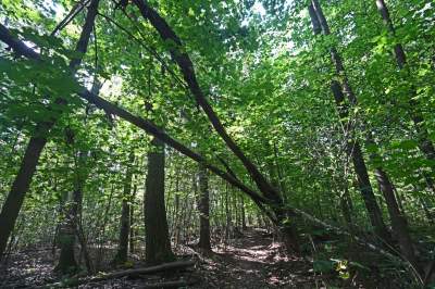Jedno z najpiękniejszych przyrodniczo miejsc w Krakowie, tu powstaje park - zdjęcie 6