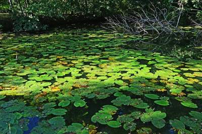 Jedno z najpiękniejszych przyrodniczo miejsc w Krakowie, tu powstaje park - zdjęcie 23