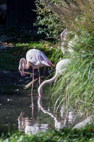 Znakomita pora na odwiedziny w krakowskim ZOO, widać co dzieje się na wybiegach - zdjęcie 2