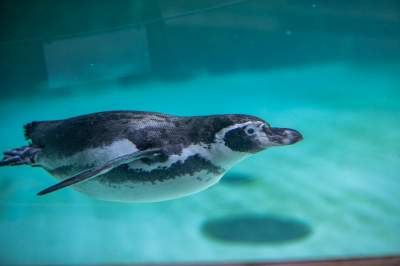 Znakomita pora na odwiedziny w krakowskim ZOO, widać co dzieje się na wybiegach - zdjęcie 36