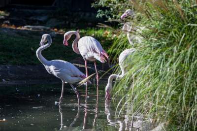 Znakomita pora na odwiedziny w krakowskim ZOO, widać co dzieje się na wybiegach - zdjęcie 1