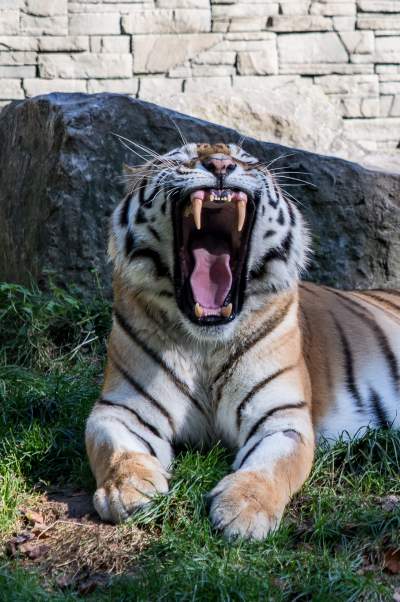 Znakomita pora na odwiedziny w krakowskim ZOO, widać co dzieje się na wybiegach - zdjęcie 14
