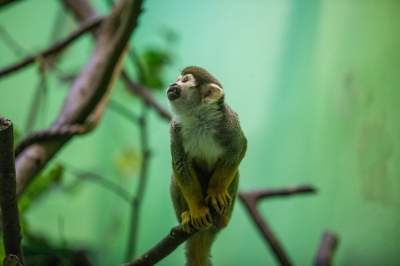 Znakomita pora na odwiedziny w krakowskim ZOO, widać co dzieje się na wybiegach - zdjęcie 30