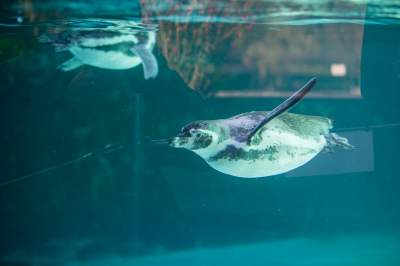 Znakomita pora na odwiedziny w krakowskim ZOO, widać co dzieje się na wybiegach - zdjęcie 37