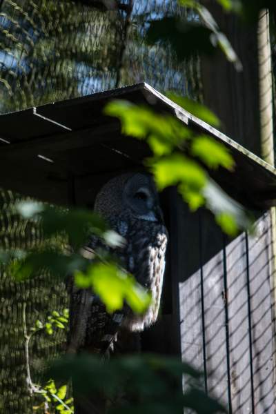 Znakomita pora na odwiedziny w krakowskim ZOO, widać co dzieje się na wybiegach - zdjęcie 17