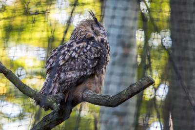 Znakomita pora na odwiedziny w krakowskim ZOO, widać co dzieje się na wybiegach - zdjęcie 19
