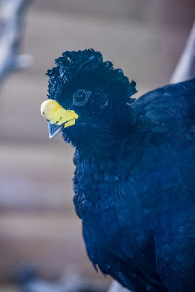 Znakomita pora na odwiedziny w krakowskim ZOO, widać co dzieje się na wybiegach - zdjęcie 12