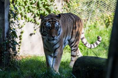Znakomita pora na odwiedziny w krakowskim ZOO, widać co dzieje się na wybiegach - zdjęcie 16