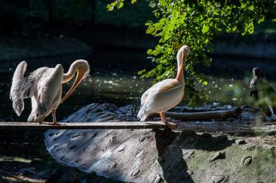 Znakomita pora na odwiedziny w krakowskim ZOO, widać co dzieje się na wybiegach - zdjęcie 7