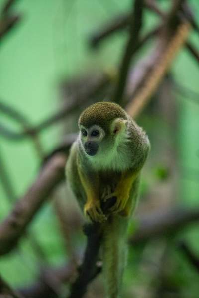 Znakomita pora na odwiedziny w krakowskim ZOO, widać co dzieje się na wybiegach - zdjęcie 33