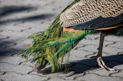 Znakomita pora na odwiedziny w krakowskim ZOO, widać co dzieje się na wybiegach - zdjęcie 44