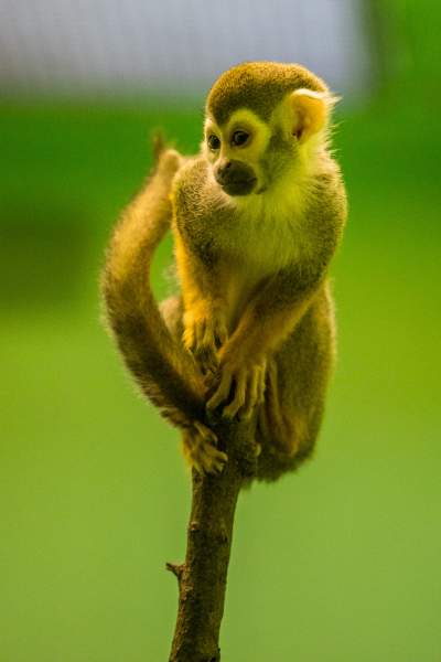 Znakomita pora na odwiedziny w krakowskim ZOO, widać co dzieje się na wybiegach - zdjęcie 31